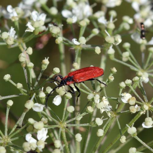 Réf. 347 040 : Lygistopterus sanguineus